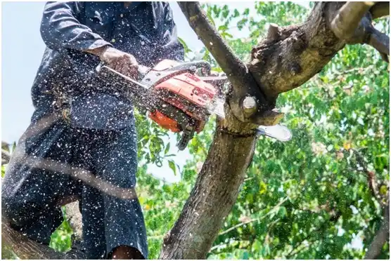 tree services Coward